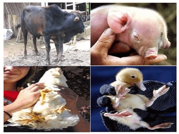 Lý thuyết Di truyền học quần thể (Sinh 12 Cánh diều Bài 13)