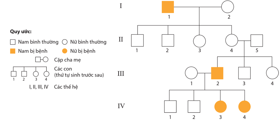 Lý thuyết Di truyền học người (Sinh 12 Cánh diều Bài 14)
