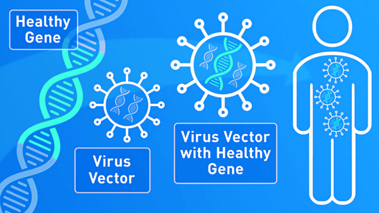 Lý thuyết Di truyền học người (Sinh 12 Cánh diều Bài 14)