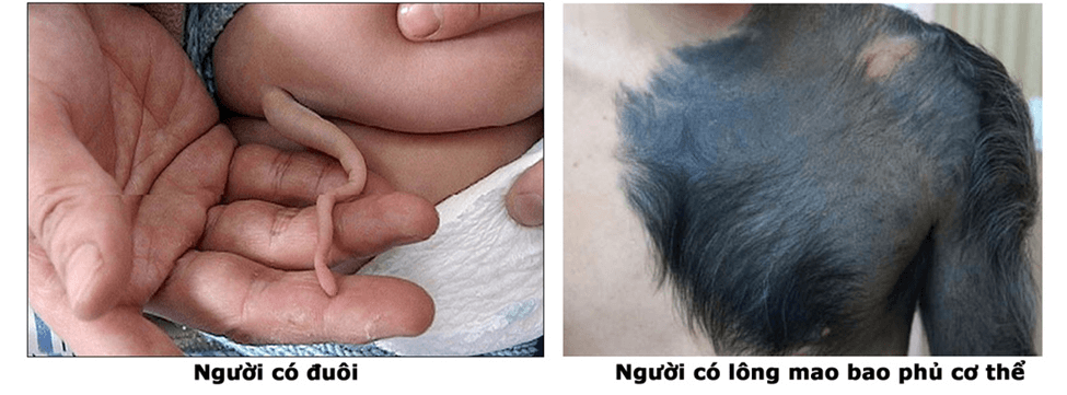 Lý thuyết Bằng chứng tiến hoá (Sinh 12 Cánh diều Bài 15)