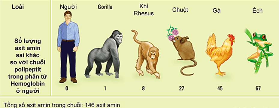 Lý thuyết Bằng chứng tiến hoá (Sinh 12 Cánh diều Bài 15)