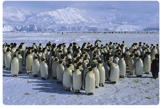 Lý thuyết Quan niệm của Darwin về chọn lọc tự nhiên và hình thành loài (Sinh 12 Cánh diều Bài 16)