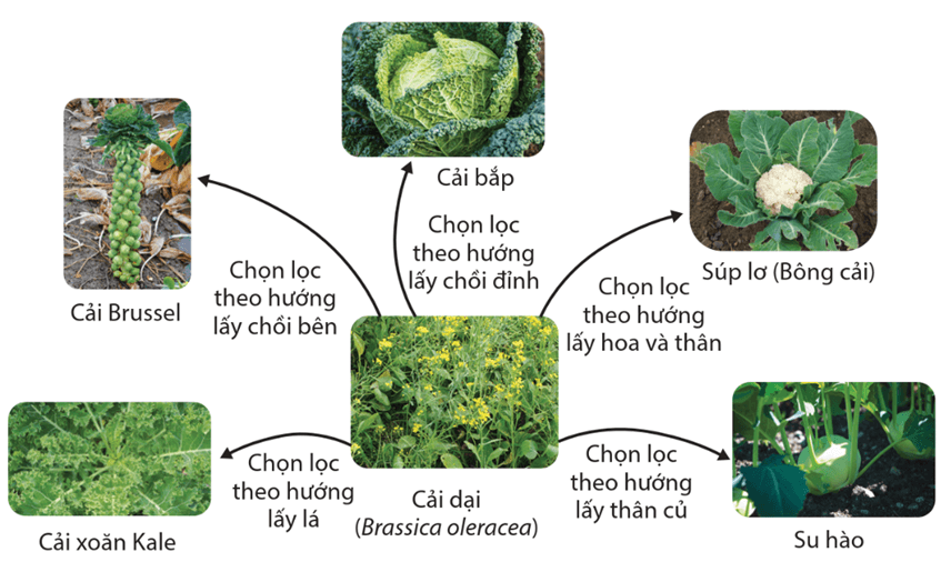 Lý thuyết Quan niệm của Darwin về chọn lọc tự nhiên và hình thành loài (Sinh 12 Cánh diều Bài 16)