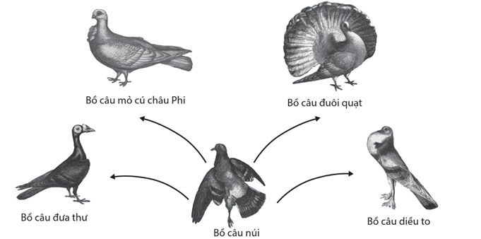 Lý thuyết Quan niệm của Darwin về chọn lọc tự nhiên và hình thành loài (Sinh 12 Cánh diều Bài 16)