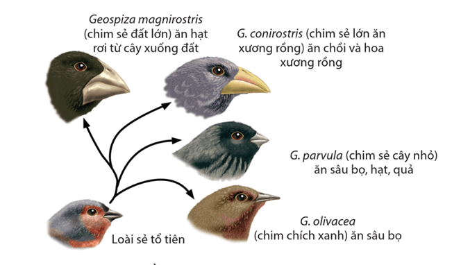 Lý thuyết Quan niệm của Darwin về chọn lọc tự nhiên và hình thành loài (Sinh 12 Cánh diều Bài 16)