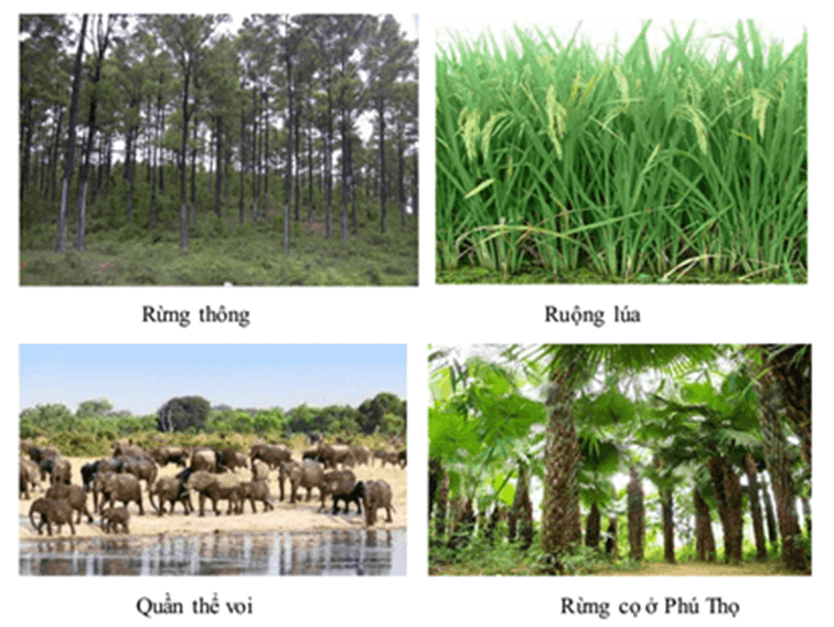 Lý thuyết Thuyết tiến hóa tổng hợp hiện đại (Phần 1) (Sinh 12 Cánh diều Bài 17)