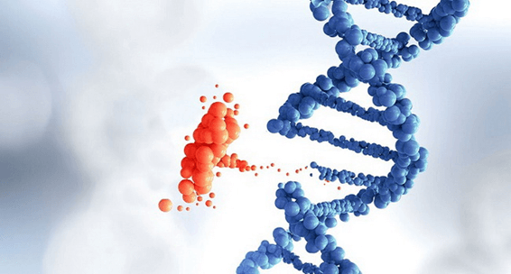 Lý thuyết Thuyết tiến hóa tổng hợp hiện đại (Phần 1) (Sinh 12 Cánh diều Bài 17)