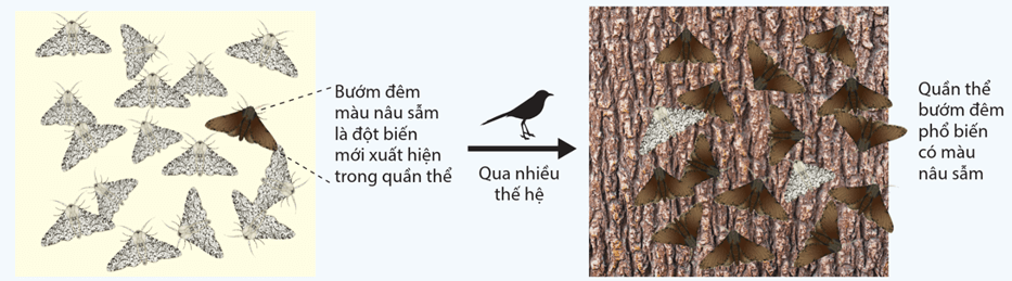 Lý thuyết Thuyết tiến hóa tổng hợp hiện đại (Phần 1) (Sinh 12 Cánh diều Bài 17)
