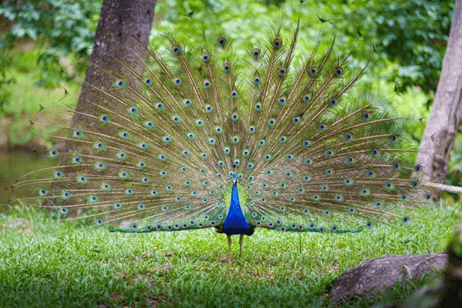 Lý thuyết Thuyết tiến hóa tổng hợp hiện đại (Phần 1) (Sinh 12 Cánh diều Bài 17)