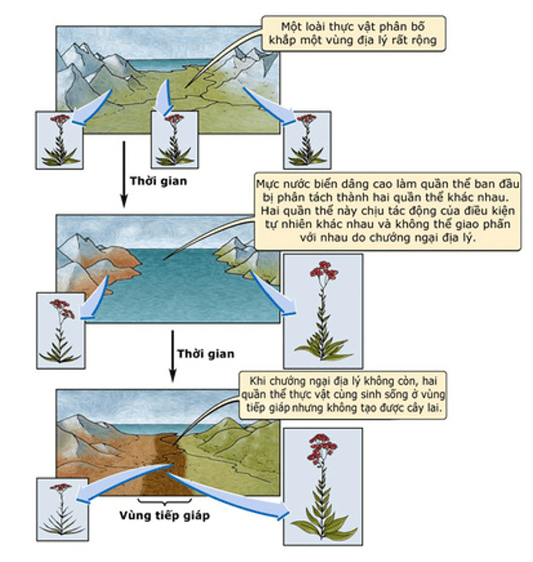 Lý thuyết Thuyết tiến hóa tổng hợp hiện đại (Phần 2) (Sinh 12 Cánh diều Bài 18)