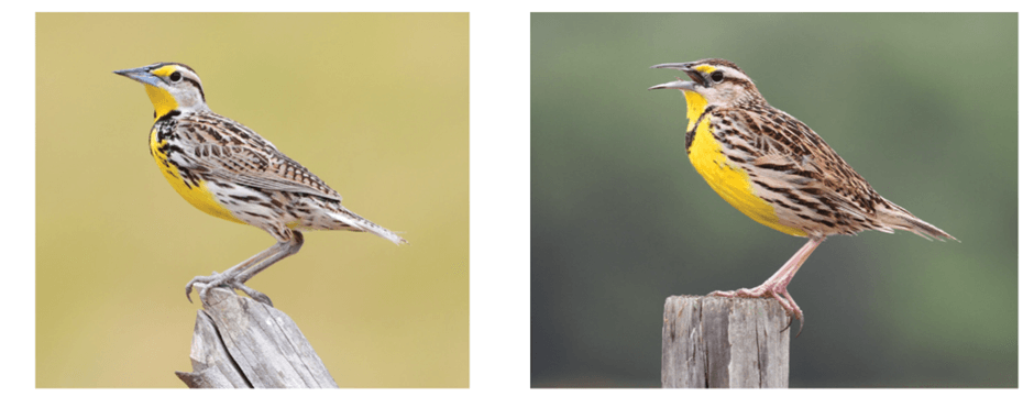 Lý thuyết Thuyết tiến hóa tổng hợp hiện đại (Phần 2) (Sinh 12 Cánh diều Bài 18)