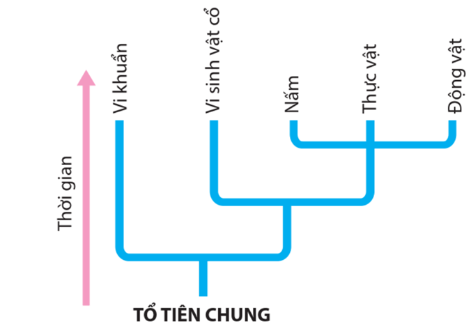 Lý thuyết Thuyết tiến hóa tổng hợp hiện đại (Phần 2) (Sinh 12 Cánh diều Bài 18)