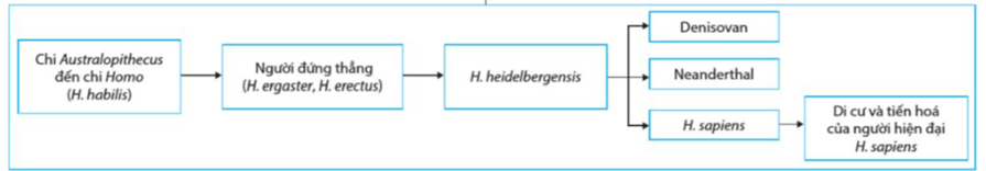 Lý thuyết Sự phát sinh, phát triển sự sống trên Trái Đất và hình thành loài người (Sinh 12 Cánh diều Bài 19)