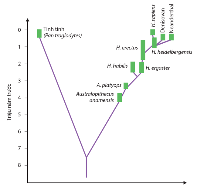 Lý thuyết Sự phát sinh, phát triển sự sống trên Trái Đất và hình thành loài người (Sinh 12 Cánh diều Bài 19)