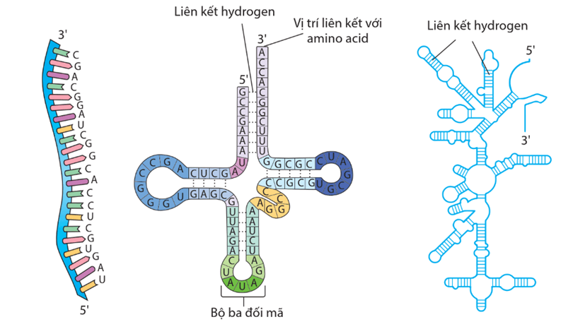 Lý thuyết Sự biểu hiện thông tin di truyền (Sinh 12 Cánh diều Bài 2)