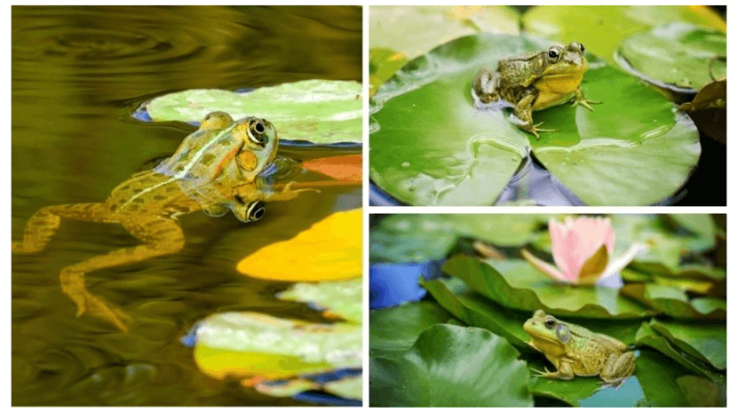 Lý thuyết Môi trường sống và các nhân tố sinh thái (Sinh 12 Cánh diều Bài 20)