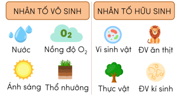 Lý thuyết Môi trường sống và các nhân tố sinh thái (Sinh 12 Cánh diều Bài 20)