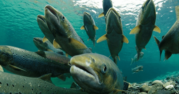 Lý thuyết Môi trường sống và các nhân tố sinh thái (Sinh 12 Cánh diều Bài 20)