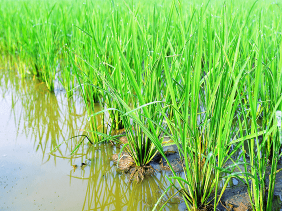 Lý thuyết Môi trường sống và các nhân tố sinh thái (Sinh 12 Cánh diều Bài 20)