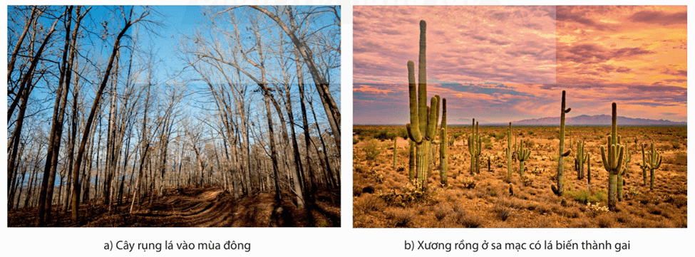 Lý thuyết Môi trường sống và các nhân tố sinh thái (Sinh 12 Cánh diều Bài 20)