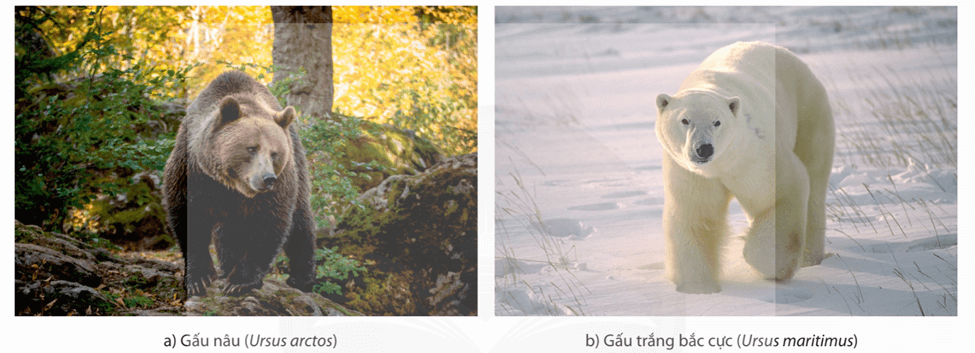 Lý thuyết Môi trường sống và các nhân tố sinh thái (Sinh 12 Cánh diều Bài 20)