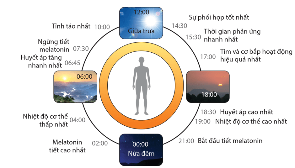 Lý thuyết Môi trường sống và các nhân tố sinh thái (Sinh 12 Cánh diều Bài 20)