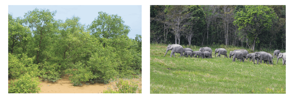 Lý thuyết Sinh thái học quần thể (Sinh 12 Cánh diều Bài 21)