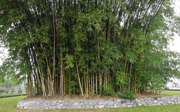 Lý thuyết Sinh thái học quần thể (Sinh 12 Cánh diều Bài 21)