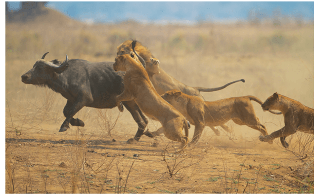 Lý thuyết Sinh thái học quần thể (Sinh 12 Cánh diều Bài 21)