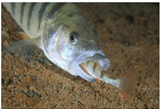 Lý thuyết Sinh thái học quần thể (Sinh 12 Cánh diều Bài 21)