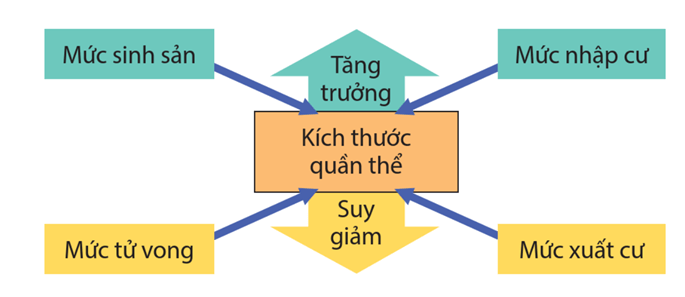 Lý thuyết Sinh thái học quần thể (Sinh 12 Cánh diều Bài 21)