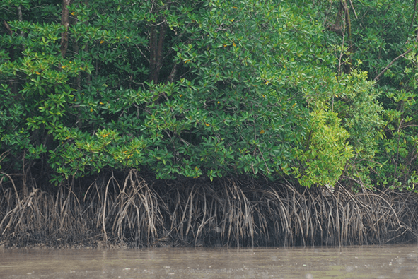 Lý thuyết Sinh thái học quần xã (Sinh 12 Cánh diều Bài 22)