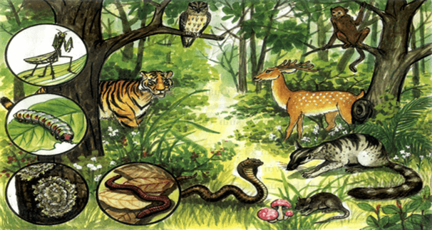 Lý thuyết Sinh thái học quần xã (Sinh 12 Cánh diều Bài 22)