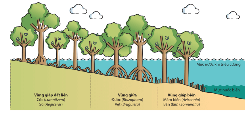 Lý thuyết Sinh thái học quần xã (Sinh 12 Cánh diều Bài 22)