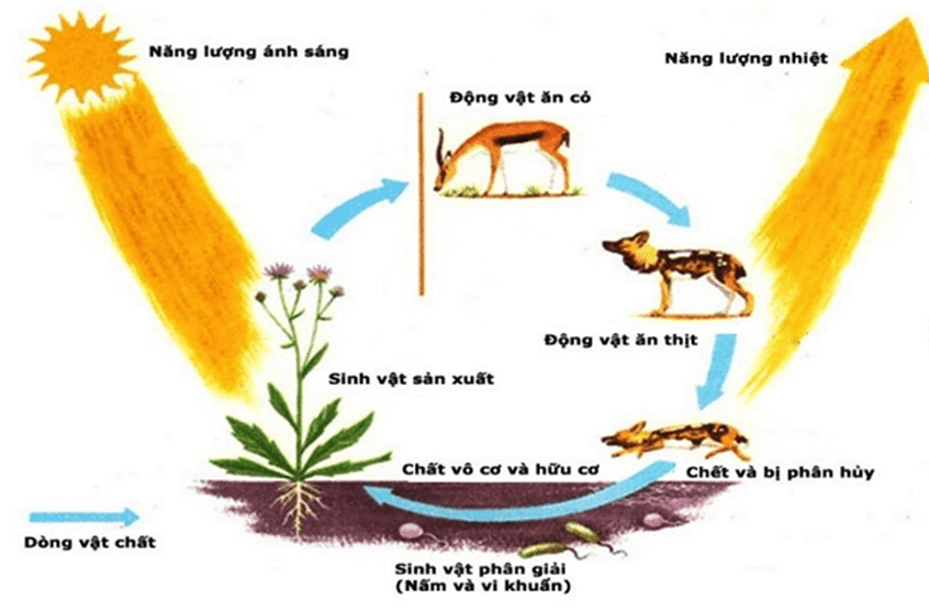 Lý thuyết Sinh thái học quần xã (Sinh 12 Cánh diều Bài 22)