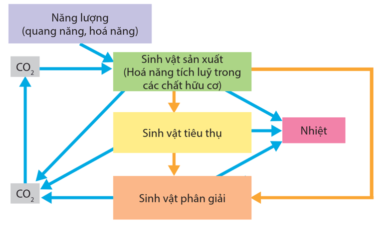 Lý thuyết Sinh thái học quần xã (Sinh 12 Cánh diều Bài 22)