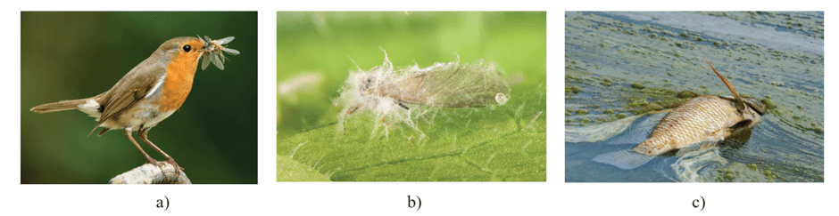 Lý thuyết Sinh thái học quần xã (Sinh 12 Cánh diều Bài 22)