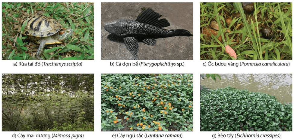 Lý thuyết Sinh thái học quần xã (Sinh 12 Cánh diều Bài 22)