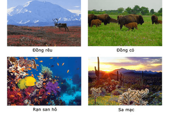 Lý thuyết Hệ sinh thái (Sinh 12 Cánh diều Bài 23)