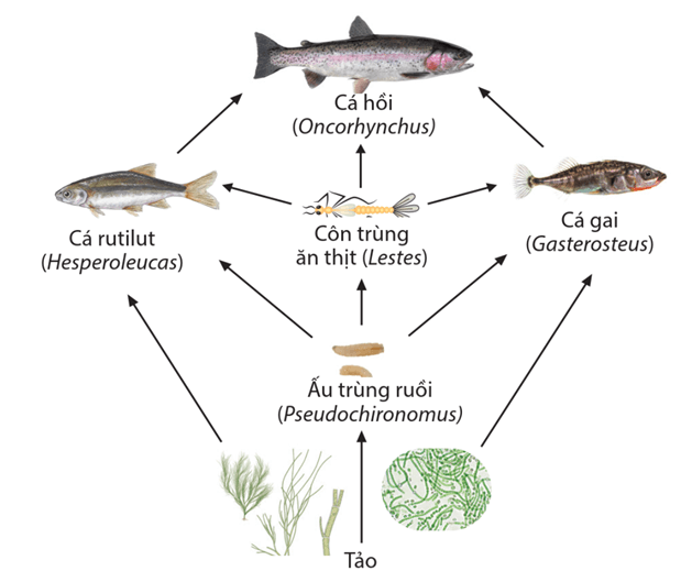 Lý thuyết Hệ sinh thái (Sinh 12 Cánh diều Bài 23)