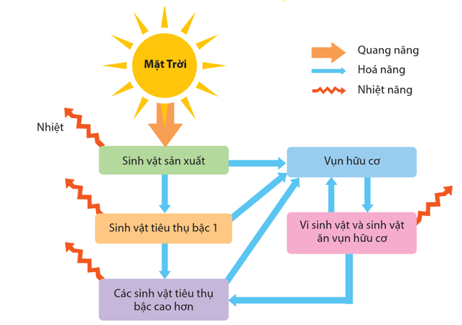 Lý thuyết Hệ sinh thái (Sinh 12 Cánh diều Bài 23)