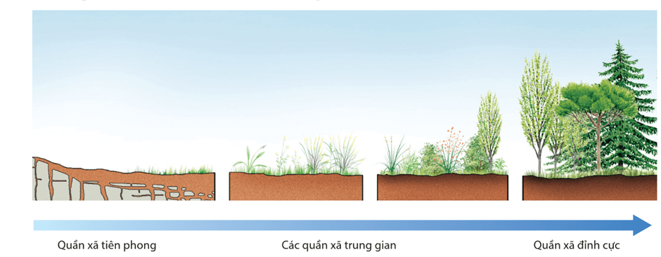 Lý thuyết Hệ sinh thái (Sinh 12 Cánh diều Bài 23)