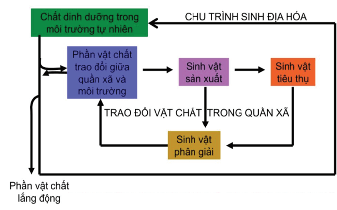 Lý thuyết Chu trình sinh - địa - hoá và Sinh quyển (Sinh 12 Cánh diều Bài 24)