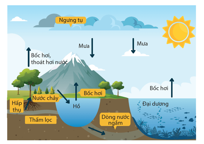 Lý thuyết Chu trình sinh - địa - hoá và Sinh quyển (Sinh 12 Cánh diều Bài 24)