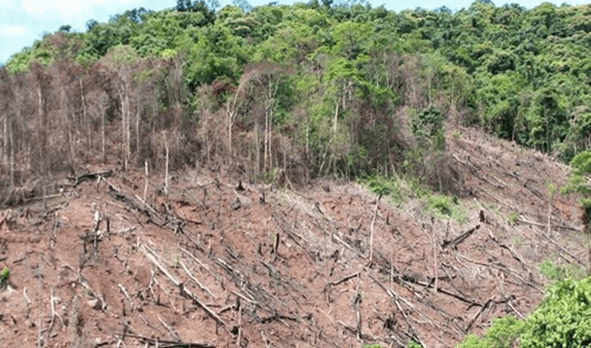 Lý thuyết Sinh thái học phục hồi và bảo tồn (Sinh 12 Cánh diều Bài 25)