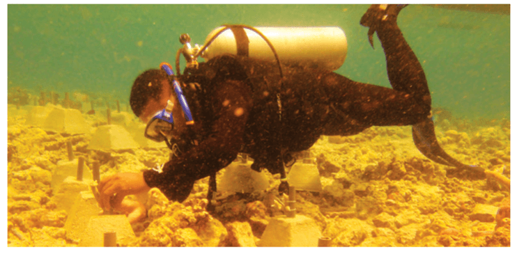 Lý thuyết Sinh thái học phục hồi và bảo tồn (Sinh 12 Cánh diều Bài 25)