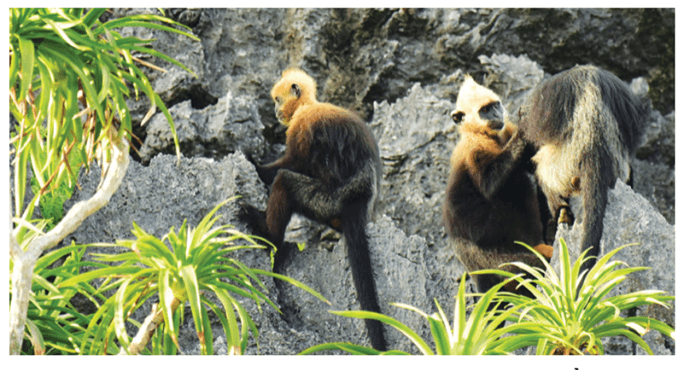 Lý thuyết Sinh thái học phục hồi và bảo tồn (Sinh 12 Cánh diều Bài 25)