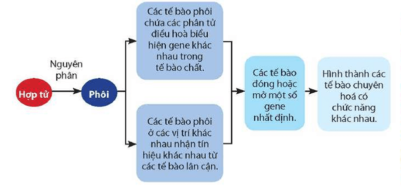 Lý thuyết Điều hòa biểu hiện gene (Sinh 12 Cánh diều Bài 3)