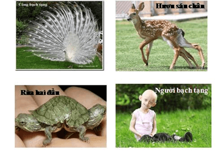 Lý thuyết Đột biến gene (Sinh 12 Cánh diều Bài 4)