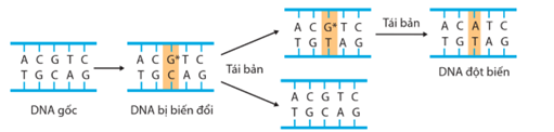 Lý thuyết Đột biến gene (Sinh 12 Cánh diều Bài 4)